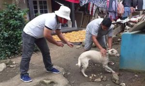 Cegah Penyebaran Rabies, Dispertanak Rutin Lakukan Vaksinasi