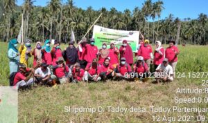 Sukses Dilaksanakan di Desa Tadoy, Sekolah Lapang Petani Program IPDMIP Tanaman Padi Sawah Masuk Pertemuan ke-9
