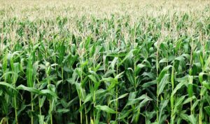 Dinas Pertanian Boltim Usulkan Bantuan Bibit Jagung