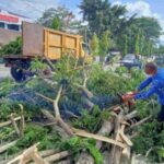 DLH Kotamobagu Tebang Pohon Peneduh di Jalan Ahmad Yani