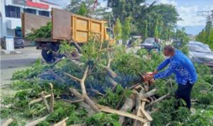 DLH Kotamobagu Tebang Pohon Peneduh di Jalan Ahmad Yani
