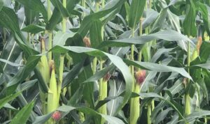 Demi Ketahan Pangan, Pemkab Boltim Usulkan Bibit Jagung ke Kementerian Pertanian 