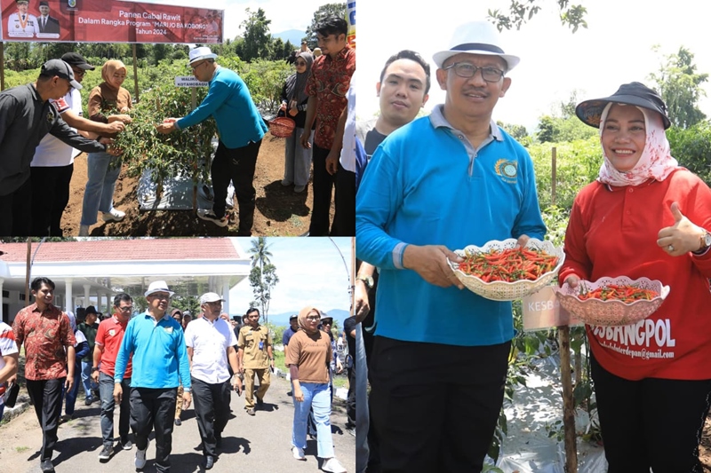 Galakan Program OD-SK 'Mari Jo Bakobong', Asripan Nani Pimpin Panen Cabai Rawit di Kotamobagu.