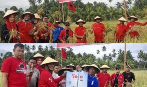 Dikomandoi Adrianus Mokoginta, DPC PDIP Kotamobagu Panen Padi Bersama Para Petani.