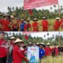 Dikomandoi Adrianus Mokoginta, DPC PDIP Kotamobagu Panen Padi Bersama Para Petani.
