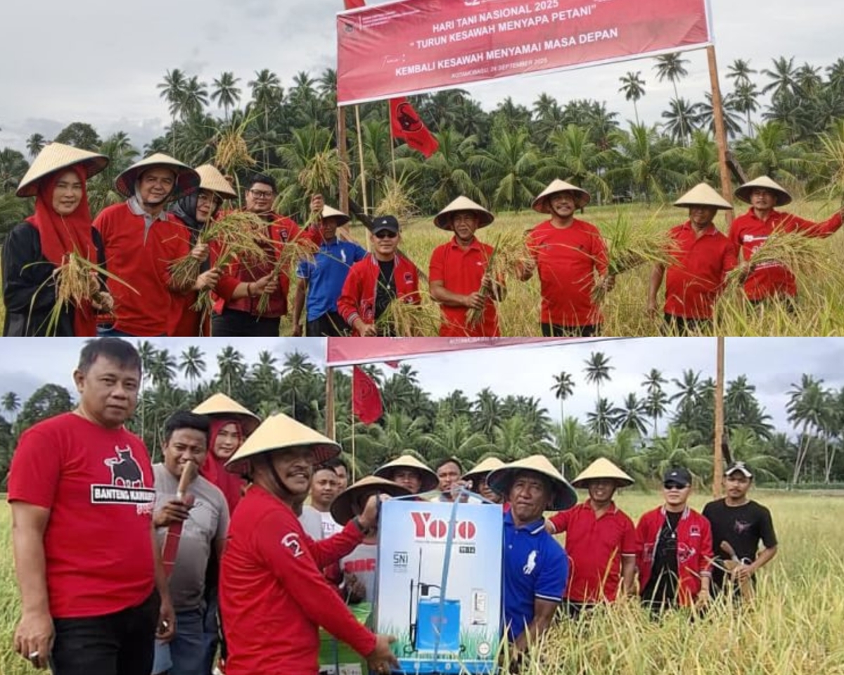Dikomandoi Adrianus Mokoginta, DPC PDIP Kotamobagu Panen Padi Bersama Para Petani.